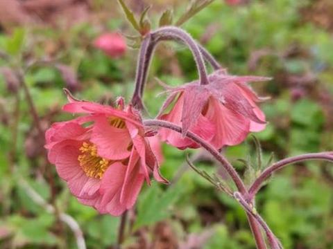 Geum 'Bell Bank'