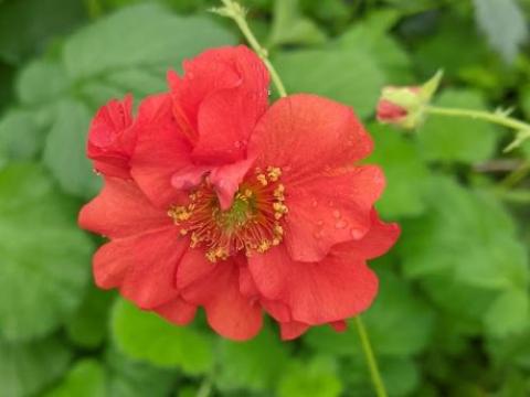 Geum  'Blazing Sunset' (chiloense)