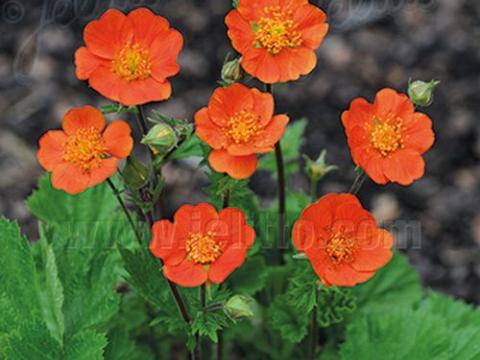 Geum 'Koi' (coccineum)