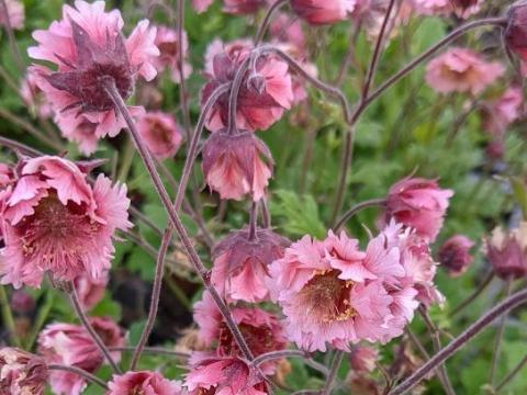Geum 'Pink Fluffy'