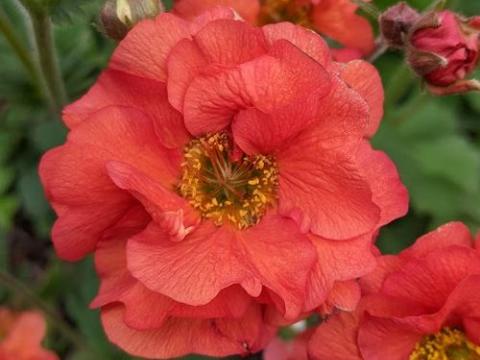 Geum 'Scarlet Tempest' PBR