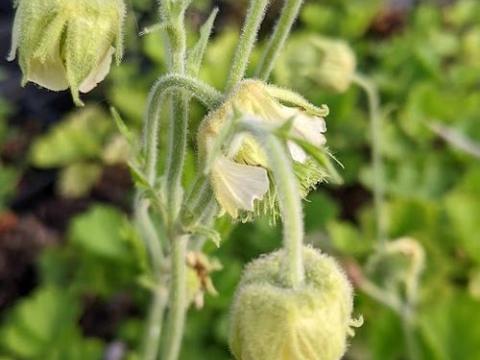 Geum 'Snowflakes' (rivale)