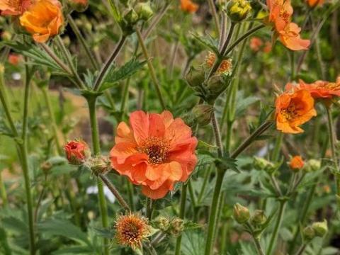 Geum 'Totally Tangerine' PBR