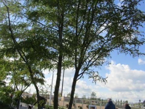 Gleditsia triacanthos 'Sunburst'