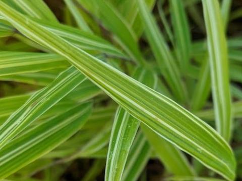 Hakonechloa macra 'Albostriata'