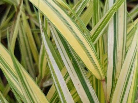 Hakonechloa macra 'Aureola'