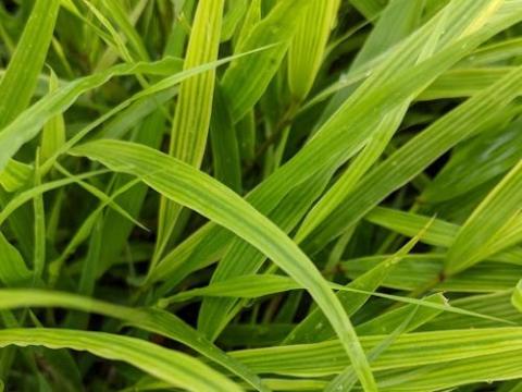 Hakonechloa macra 'Beni-Kaze'