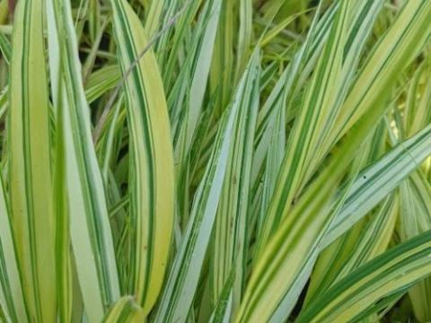 Hakonechloa macra 'Mulled Wine' PBR
