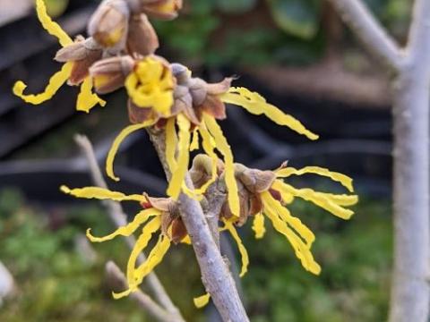 Hamamelis int. 'Arnold Promise'