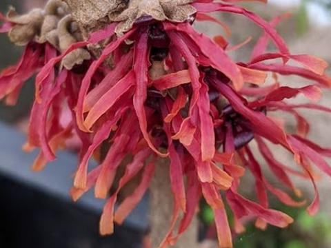 Hamamelis int. 'Diane'