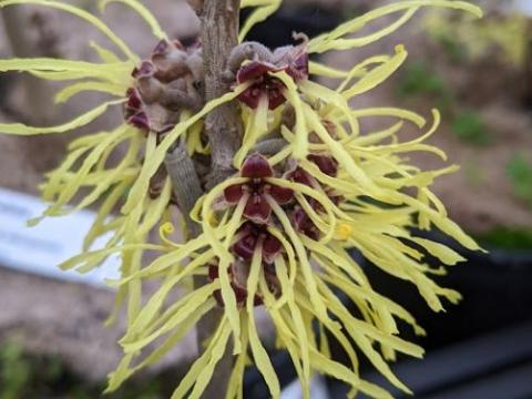 Hamamelis int. 'Pallida'