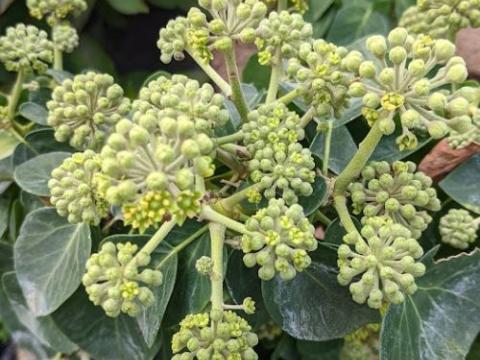 Hedera helix 'Arborescens