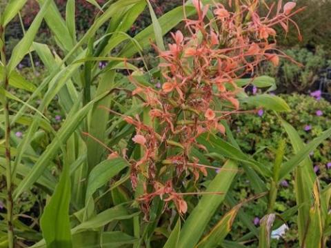 Hedychium aurantiacum