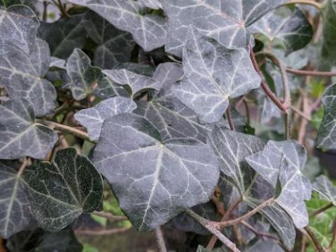 Hedera hibernica