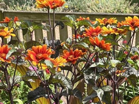 Heliopsis helianthoides scabra 'Bleeding Heart'