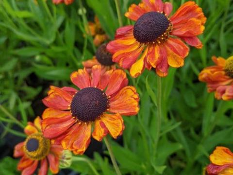 Helenium 'Christine'