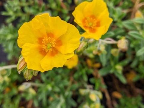 Helianthemum 'Golden Queen'