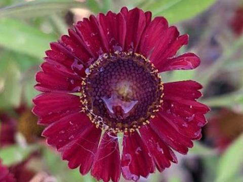Helenium 'Hot Lava'
