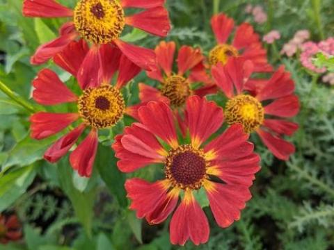 Helenium 'Indianersommer'