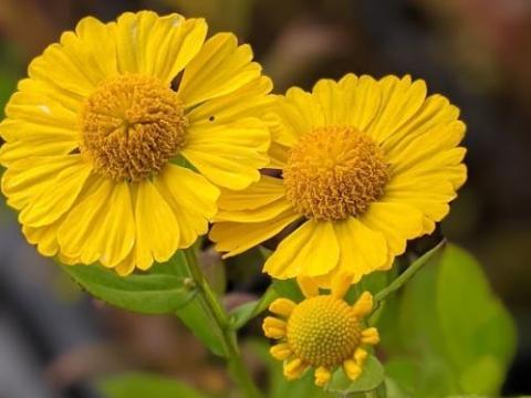 Helenium 'Kanaria'