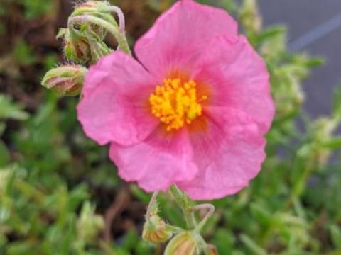 Helianthemum 'Lawrensons Pink'