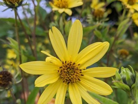 Helianthus 'Lemon Queen'