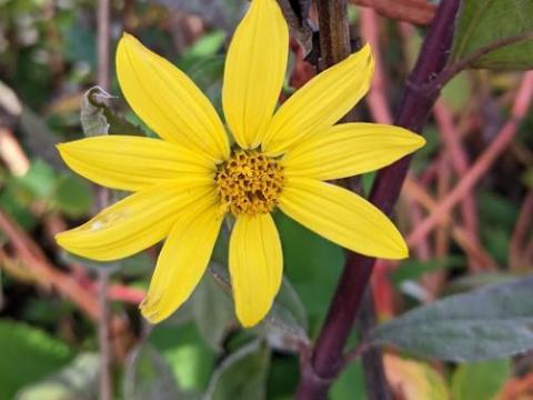 Helianthus microcephalus