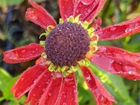 Helenium 'Moerheim Beauty'