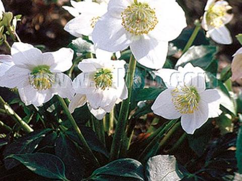Helleborus niger