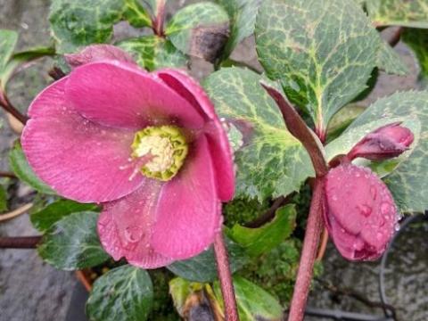 Helleborus nigercors 'Anna Red' PBR