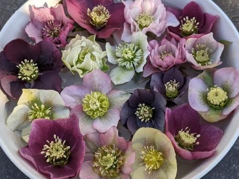 Helleborus orientalis