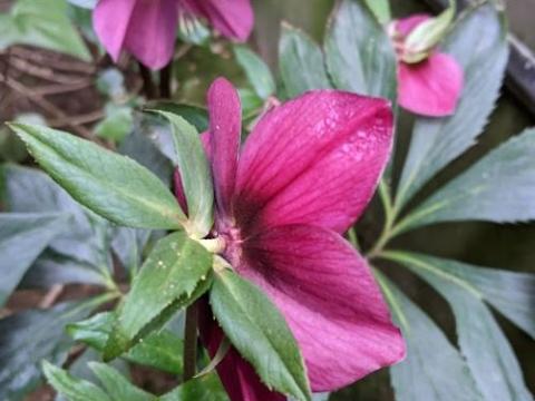 Helleborus ori.  'Red'
