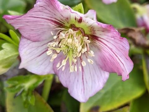 Helleborus ori.  'Picotee'