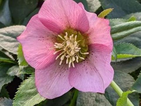 Helleborus ori.  'Pretty Ellen Pink'
