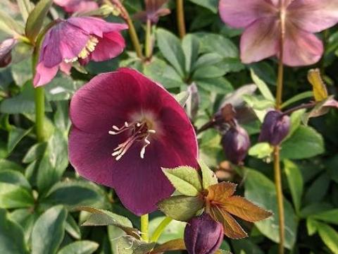 Helleborus ori.  'Pretty Ellen Red'