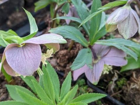 Helleborus purpurascens