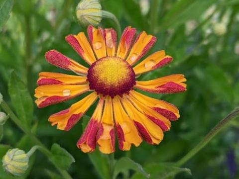 Helenium 'Rauchtopaz'