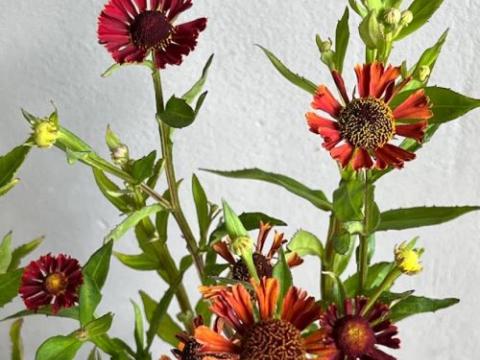 Helenium 'Red'