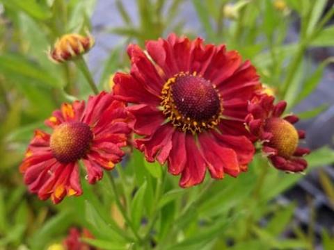 Helenium 'Ruby Charm'