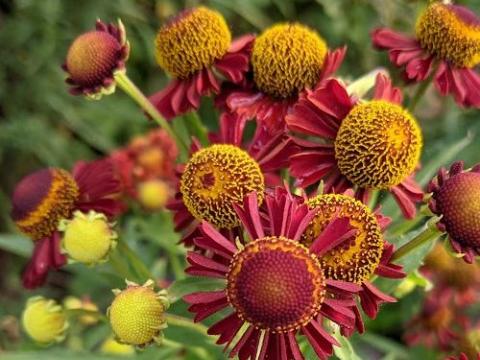 Helenium 'Ruby Tuesday' PBR