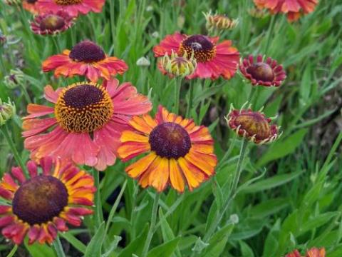 Helenium 'Sahin's Early Flowerer'