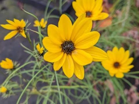 Helianthus salicifolius