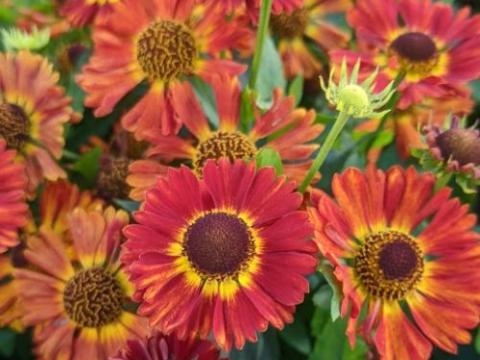 Helenium 'Salsa' PBR