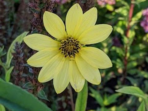 Helianthus giganteus 'Sheila's Sunshine'