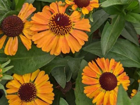 Helenium 'Short and Sassy'  PBR