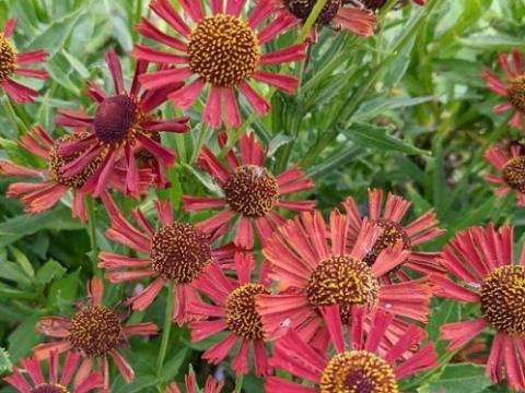 Helenium 'Siesta' PBR
