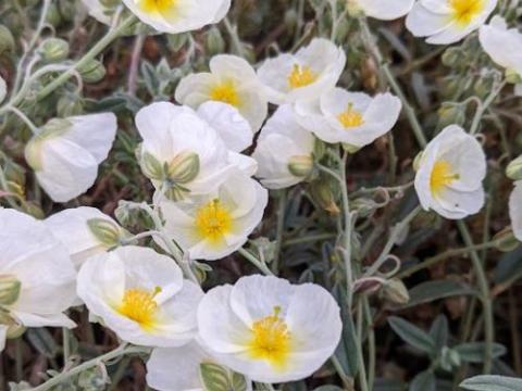 Helianthemum 'The Bride' (Snow Queen)
