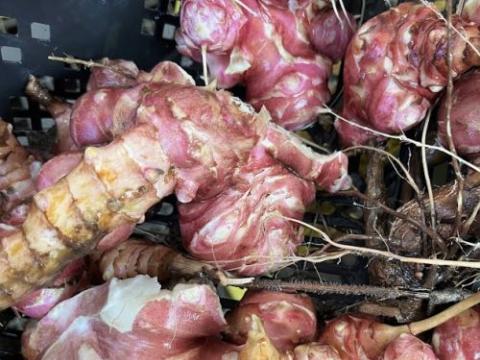 Helianthus tuberosus aardpeer