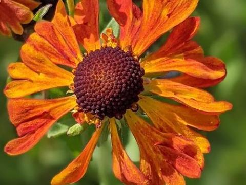 Helenium 'Waltraut'