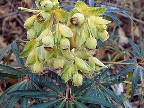 Helleborus foetidus 'Wester Flisk'